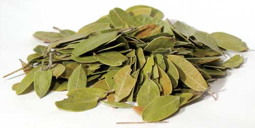 Bearberry Leaves 4oz (Uva Ursi)